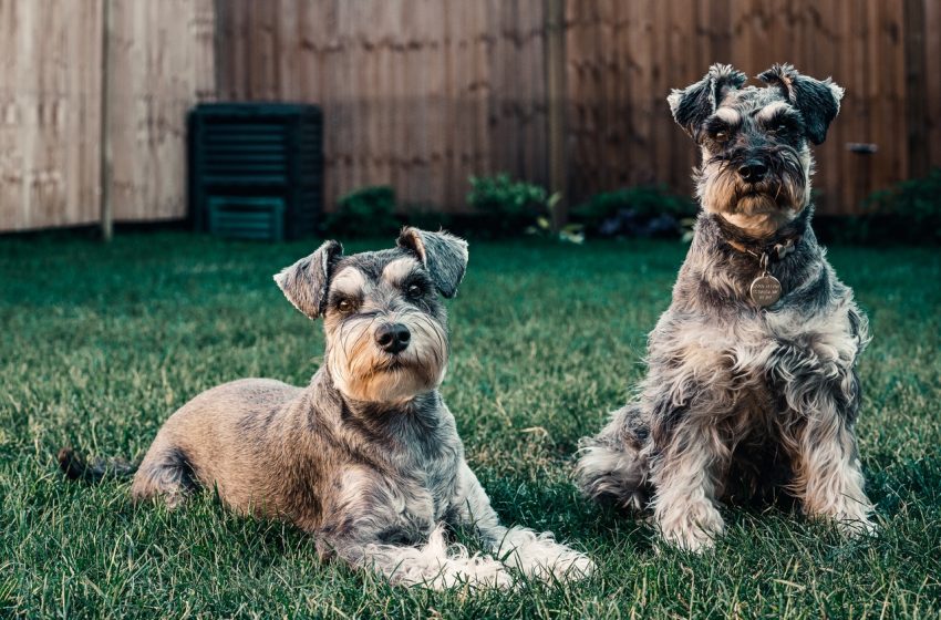  De beste aankopen voor jouw dieren