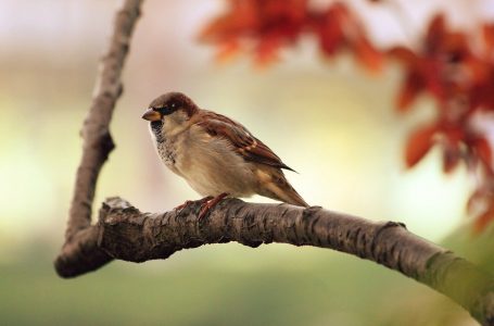 Alles wat je moet weten over natuurinclusief bouwen