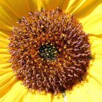 Iemand die op een smartphone een tuin plannen app gebruikt in een zomerse tuin