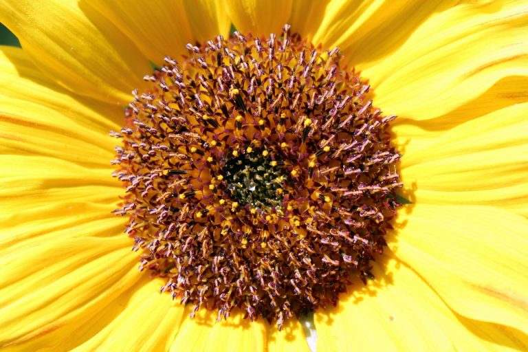 Iemand die op een smartphone een tuin plannen app gebruikt in een zomerse tuin